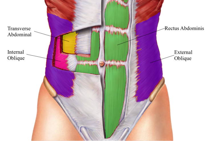 Transverse Abdominis